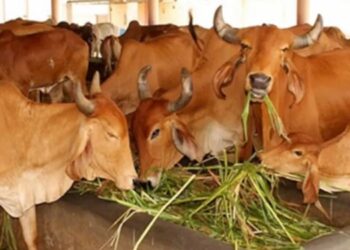 गौ संरक्षण