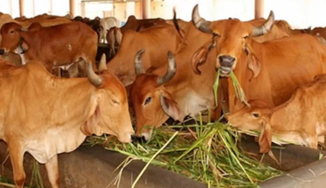 गौ संरक्षण