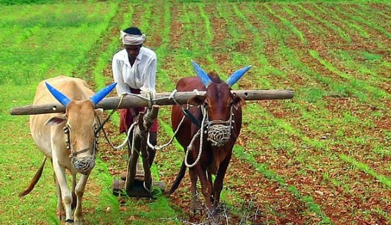 kisan