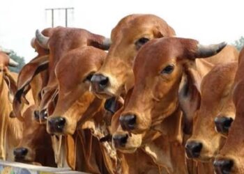 Nandini Yojana