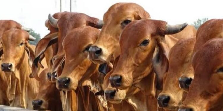 Nandini Yojana
