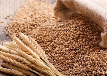wheat export