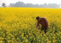 Farmers